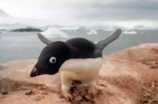 南极旅游攻略最详细（近期火上了天的南极旅游）(9)