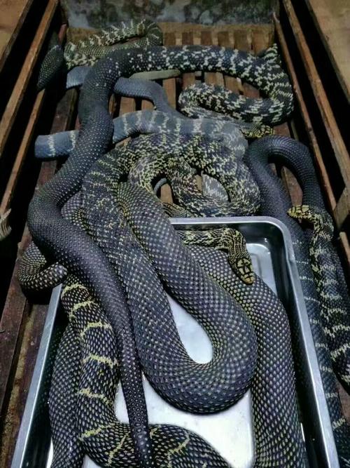 野生大王蛇怎么养（野生大王蛇怎么养的方法是什么）