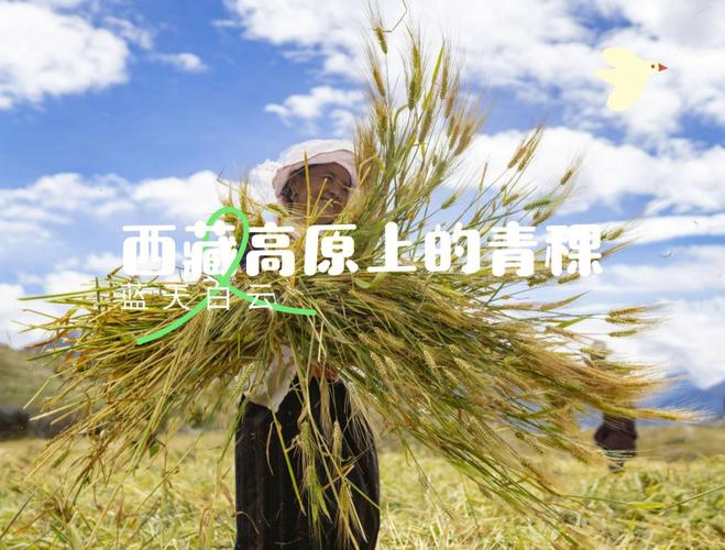 青稞是什么青稞的功效(青稞简单介绍)