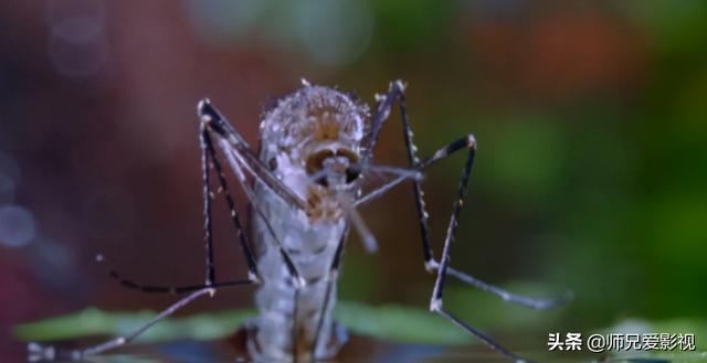 巨型蚊子有哪些电影(与蚊子相关的电影你又知道多少)(1)
