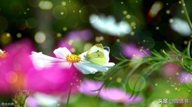 李商隐锦瑟的主要内涵(为什么李商隐的锦瑟)(4)