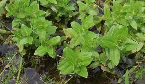 水八角是什么(水八角简单介绍)