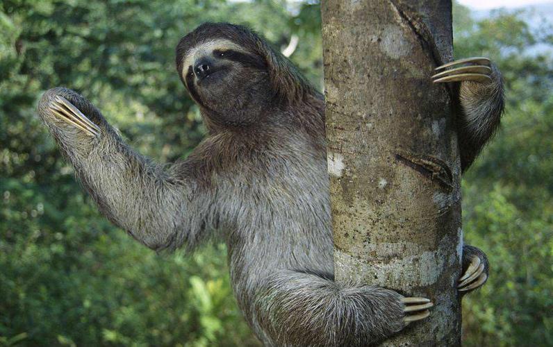 树懒怎么读(树懒的天敌是什么)