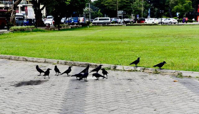 为什么斯里兰卡叫锡兰（斯里兰卡现状带你看看一个真实的南亚岛国锡兰）(10)