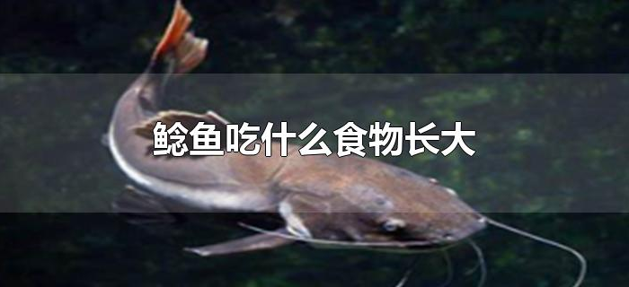 鲶鱼吃什么食物长大