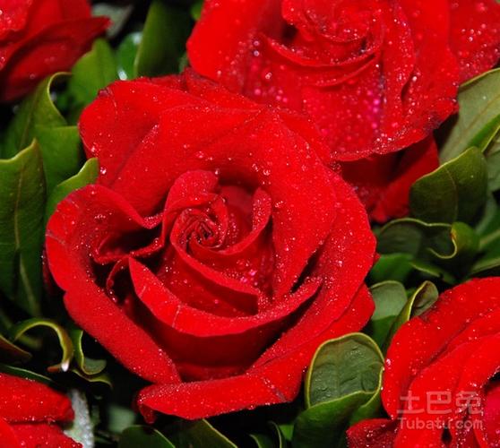12朵玫瑰花的花语是什么（12朵玫瑰花的花语）