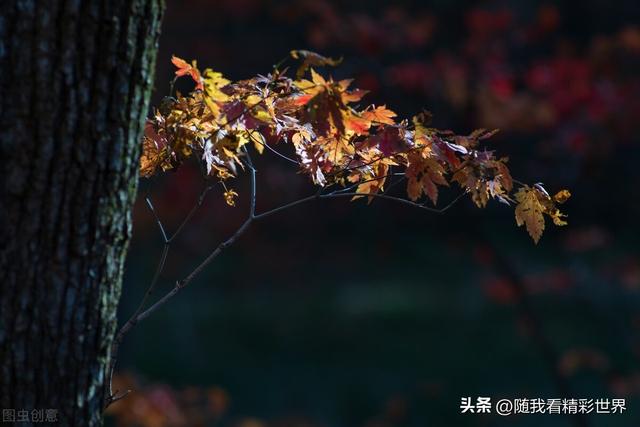 本溪旅游攻略必去景点推荐一日游 来辽宁必打卡的八处景点(22)