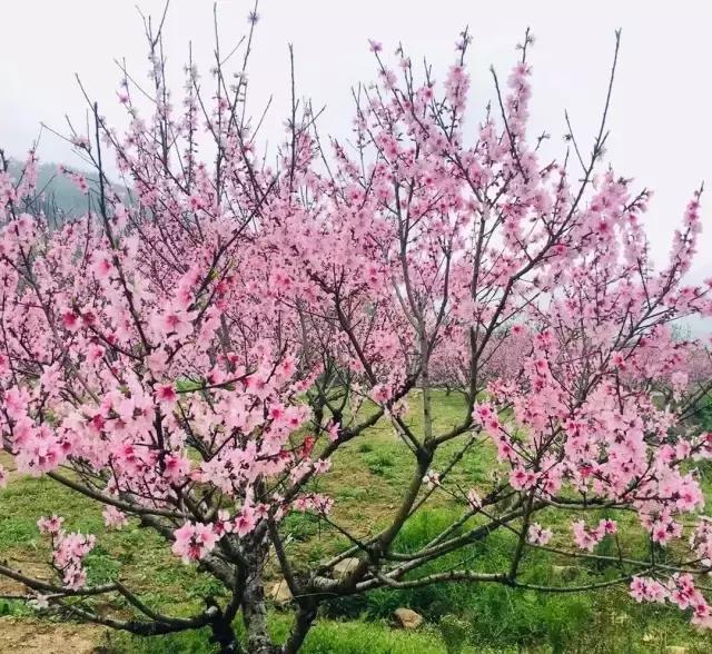 清明去哪旅游最合适（清明出游指南收拾行囊）(12)