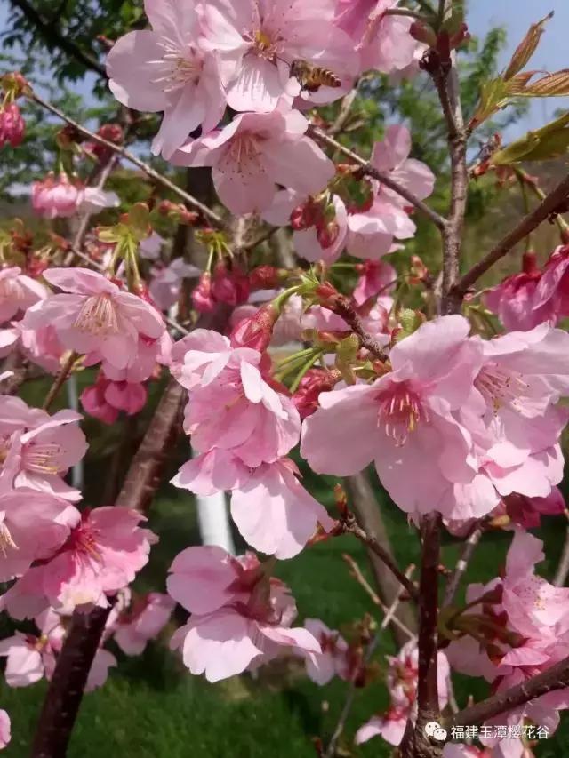 清明去哪旅游最合适（清明出游指南收拾行囊）(11)