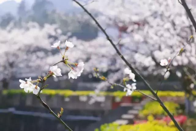 清明去哪旅游最合适（清明出游指南收拾行囊）(10)