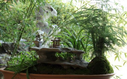 家庭养花:适合家庭养的耐阴植物总有一款适合你