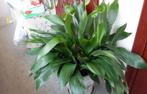 家庭养花:适合家庭养的耐阴植物总有一款适合你