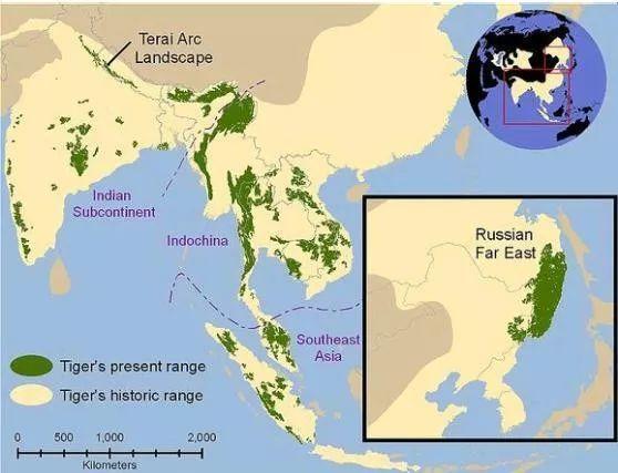 野生东北虎已经有几只了(全国真的只有27只了)(6)