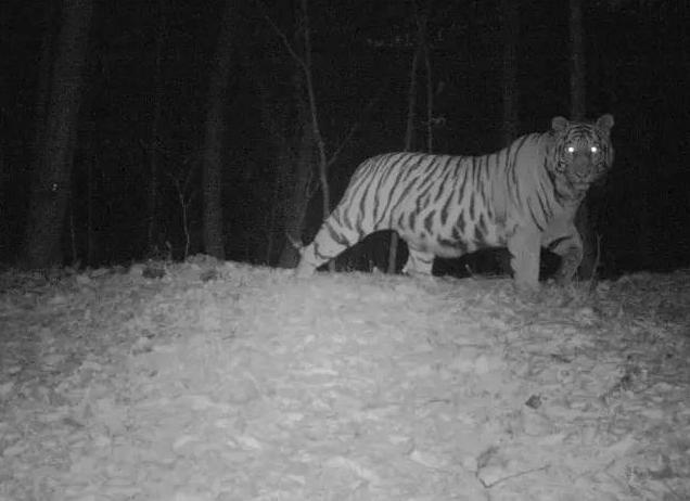 野生东北虎已经有几只了(全国真的只有27只了)(5)