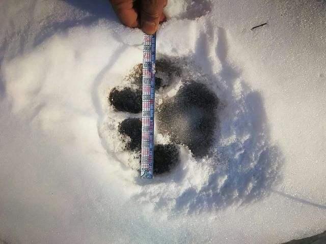 野生东北虎已经有几只了(全国真的只有27只了)(4)