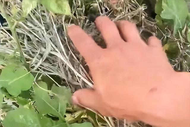 女子在石缝中发现野生西瓜 男子网上炫耀发现野生西瓜(4)