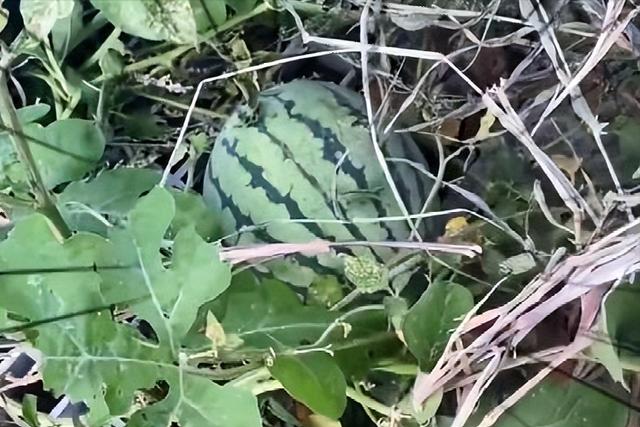 女子在石缝中发现野生西瓜 男子网上炫耀发现野生西瓜(2)