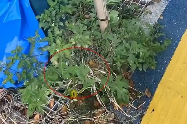 女子在石缝中发现野生西瓜 男子网上炫耀发现野生西瓜(1)