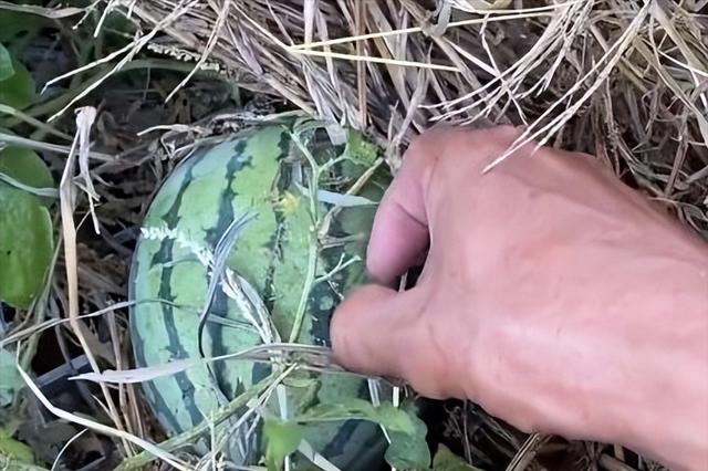 女子在石缝中发现野生西瓜 男子网上炫耀发现野生西瓜(3)