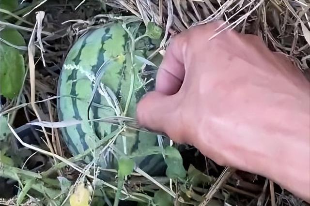 女子在石缝中发现野生西瓜 男子网上炫耀发现野生西瓜(5)