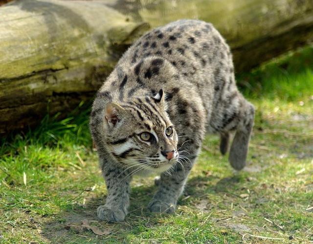 野生豹猫体型比普通家猫大吗(你知道吗豹猫共计有16种)(3)