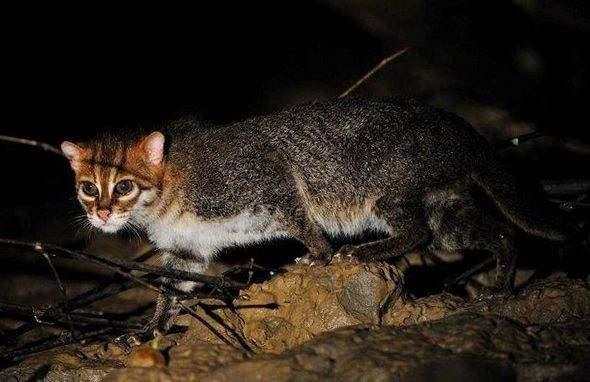 野生豹猫体型比普通家猫大吗(你知道吗豹猫共计有16种)(5)