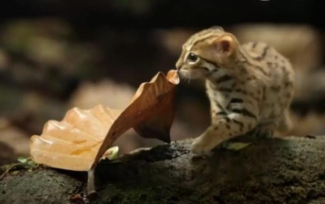 野生豹猫体型比普通家猫大吗(你知道吗豹猫共计有16种)(4)