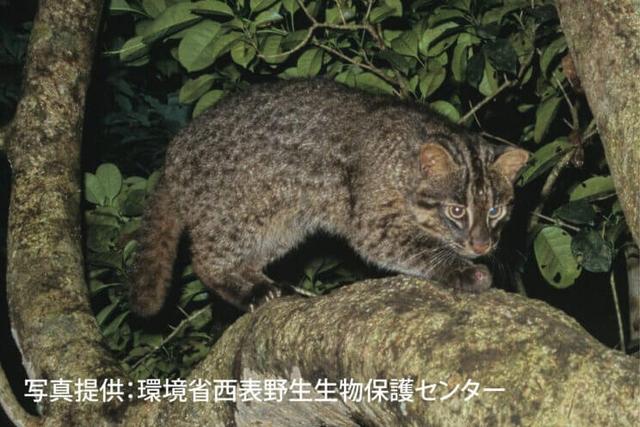 野生豹猫体型比普通家猫大吗(你知道吗豹猫共计有16种)(6)