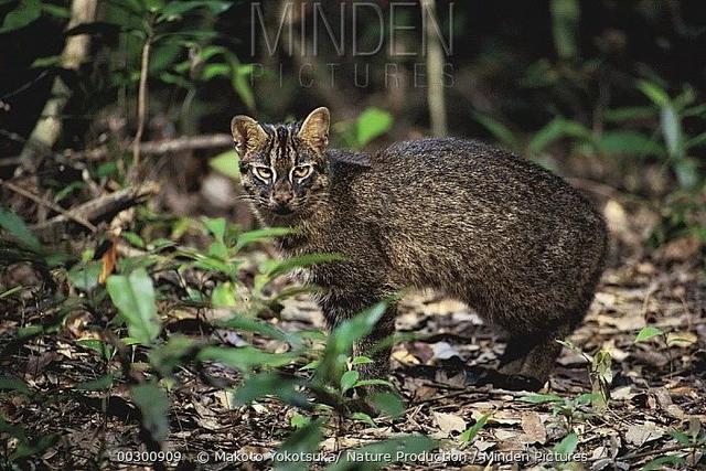 野生豹猫体型比普通家猫大吗(你知道吗豹猫共计有16种)(2)