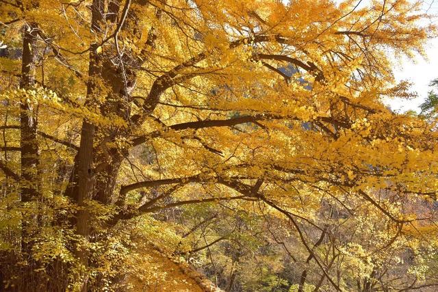 昌平沟崖自然风景区(说昌平之沟崖揽胜)(6)
