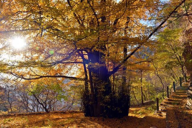 昌平沟崖自然风景区(说昌平之沟崖揽胜)(11)