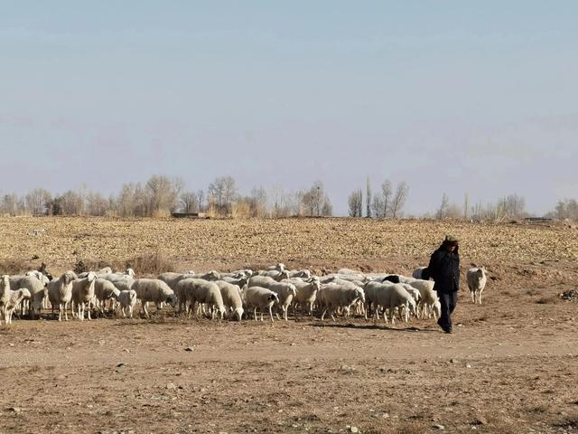 养羊前景正确分析(能不能养家糊口)(4)