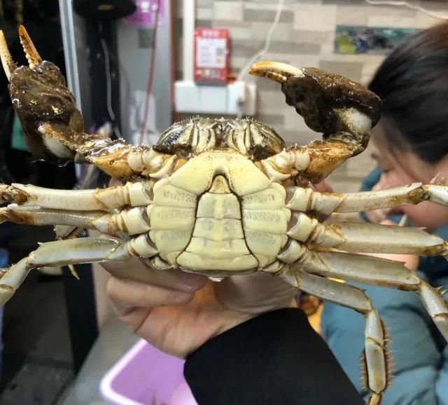 上海好吃的蟹排行榜（魔都最强品蟹指南）(16)