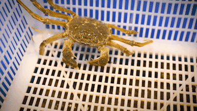 上海好吃的蟹排行榜（魔都最强品蟹指南）(13)