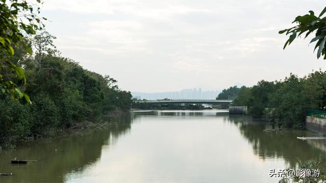 红树林旅游（去了这个红树林生态公园）(8)