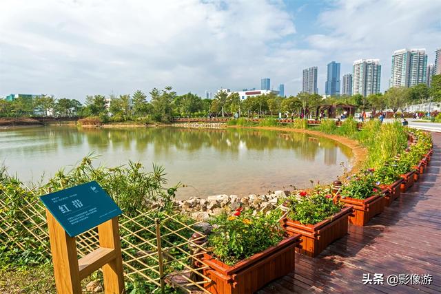 红树林旅游（去了这个红树林生态公园）(18)