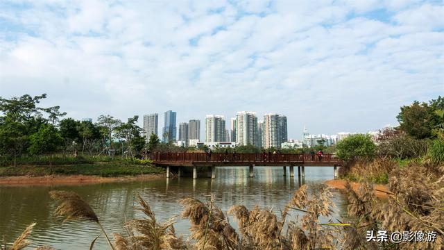 红树林旅游（去了这个红树林生态公园）(3)