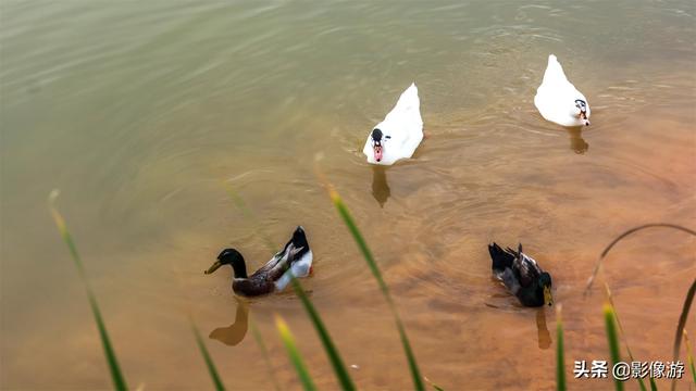 红树林旅游（去了这个红树林生态公园）(17)