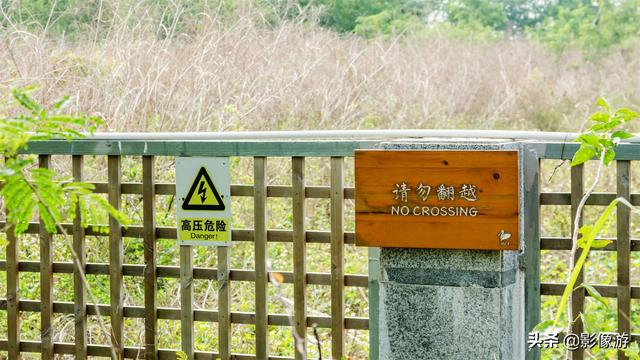 红树林旅游（去了这个红树林生态公园）(22)