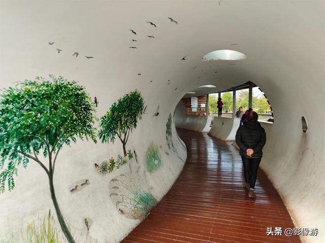 红树林旅游（去了这个红树林生态公园）(24)