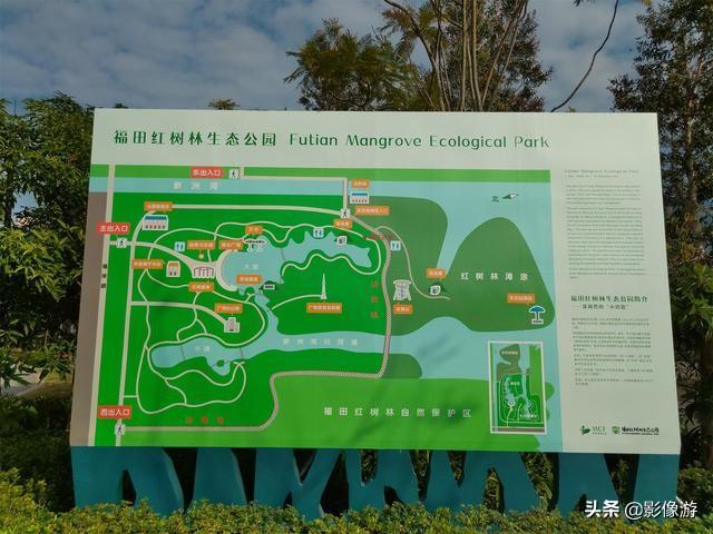 红树林旅游（去了这个红树林生态公园）(11)