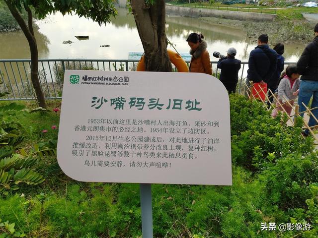 红树林旅游（去了这个红树林生态公园）(10)