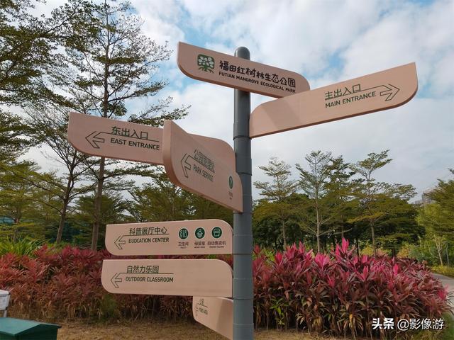 红树林旅游（去了这个红树林生态公园）(13)