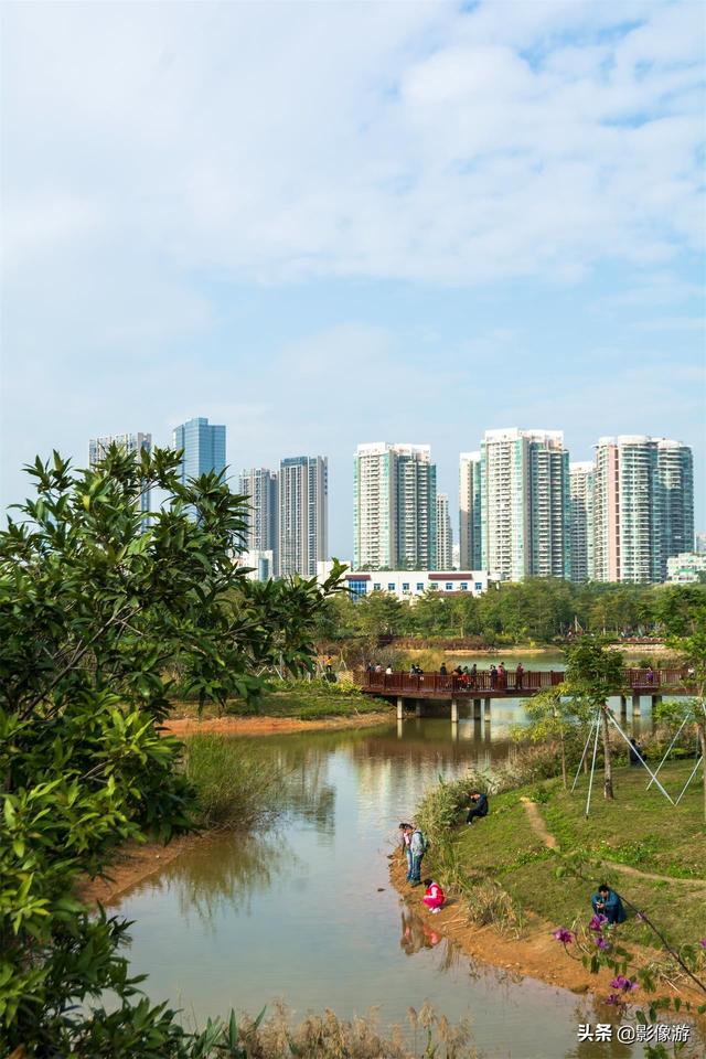 红树林旅游（去了这个红树林生态公园）(5)