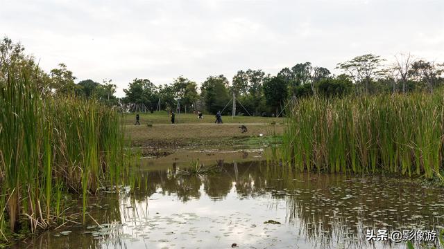 红树林旅游（去了这个红树林生态公园）(4)