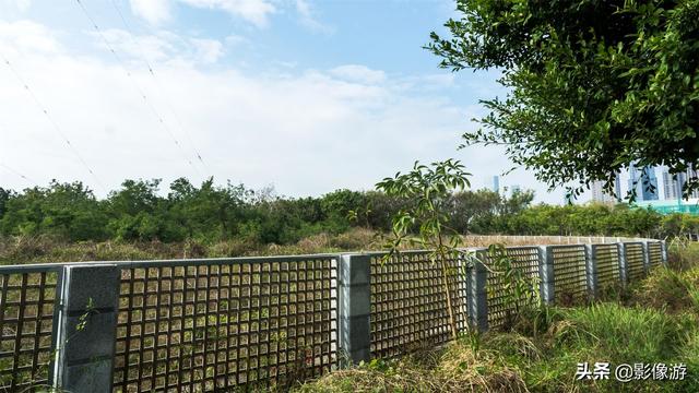 红树林旅游（去了这个红树林生态公园）(23)