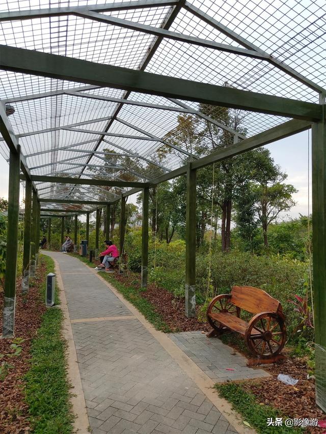 红树林旅游（去了这个红树林生态公园）(30)