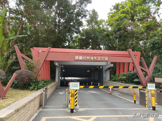 红树林旅游（去了这个红树林生态公园）(7)