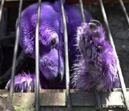 北极熊为什么是纯白色的（北极熊毛色突变紫色）(2)