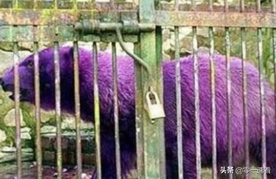 北极熊为什么是纯白色的（北极熊毛色突变紫色）(5)